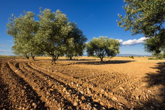 « Olivier et oléiculture, richesse du territoire! » « Olivier et oléiculture, richesse du territoire! »