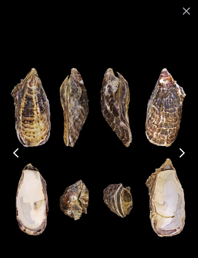 Les Chroniques de Caro LE ZINC Les Chroniques de Caro LE ZINC