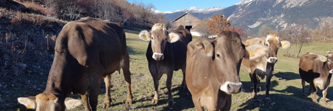 Visite de la ferme de Pralong à Puy-Saint-Pierre Visite de la ferme de Pralong à Puy-Saint-Pierre