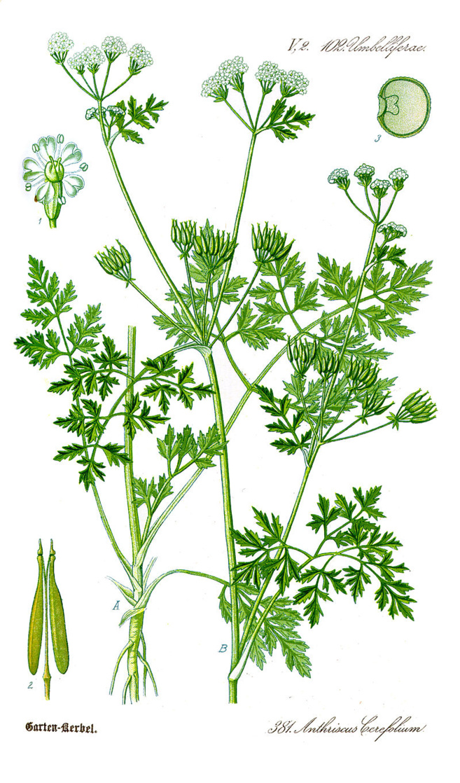 Les Chroniques de Caro - Les légumes d'antan... Les Chroniques de Caro - Les légumes d'antan...