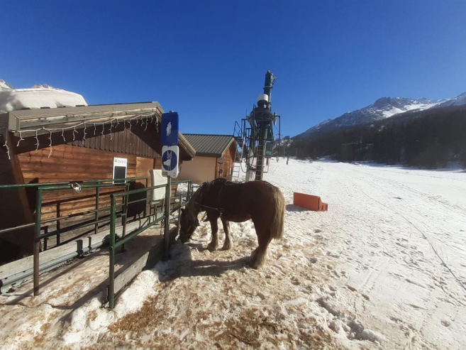 Les chevaux assurent les remontées mécaniques à Monêtier-les-Bains Les chevaux assurent les remontées mécaniques à Monêtier-les-Bains