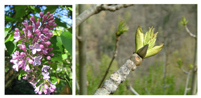 Le réchauffement climatique : quel impact sur les arbres ? Les chercheurs ont besoin des citoyens Le réchauffement climatique : quel impact sur les arbres ? Les chercheurs ont besoin des citoyens