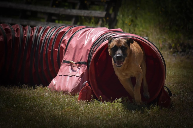 Le club d'éducation canine de Briançon continue ses activités Le club d'éducation canine de Briançon continue ses activités
