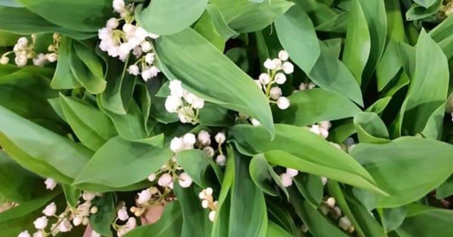 Histoire et origines du 1er Mai Histoire et origines du 1er Mai