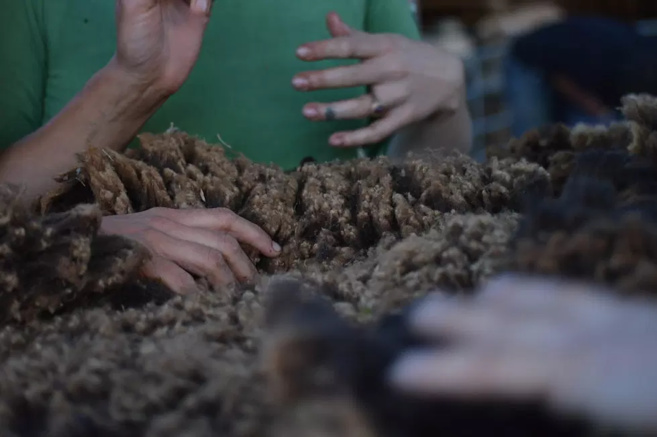 Une association pour valoriser la laine des brebis Une association pour valoriser la laine des brebis