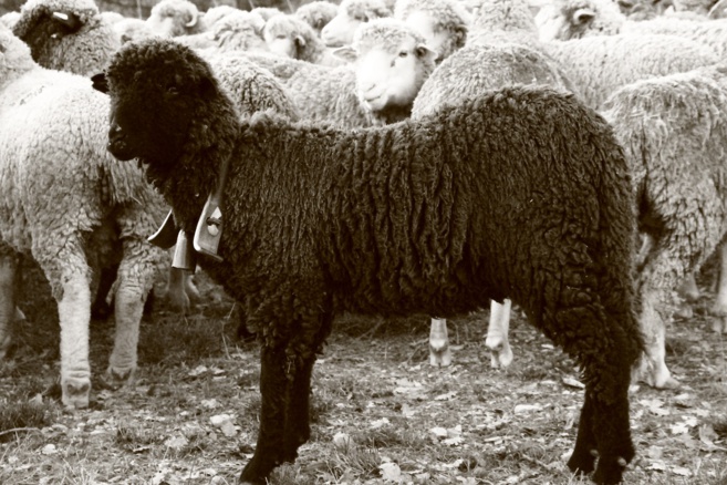 Une association pour valoriser la laine des brebis