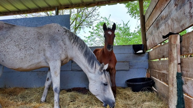 Isée et les chevaux endurants : Lubiana Isée et les chevaux endurants : Lubiana