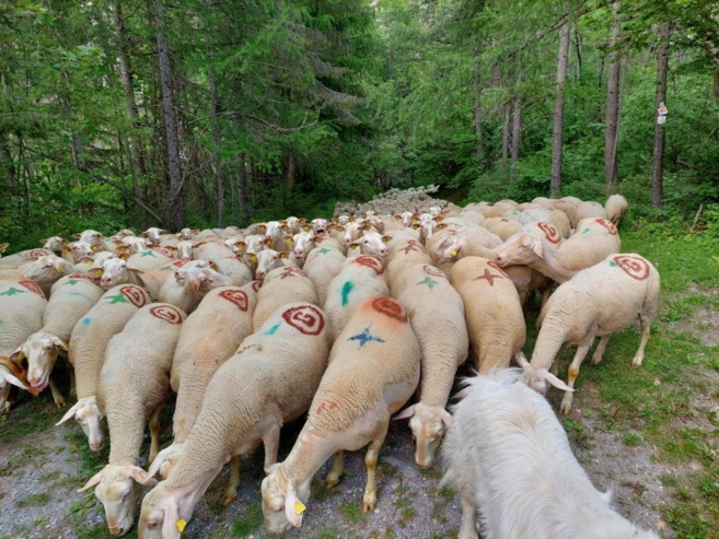La transhumance a commencé dans les Alpes du sud La transhumance a commencé dans les Alpes du sud