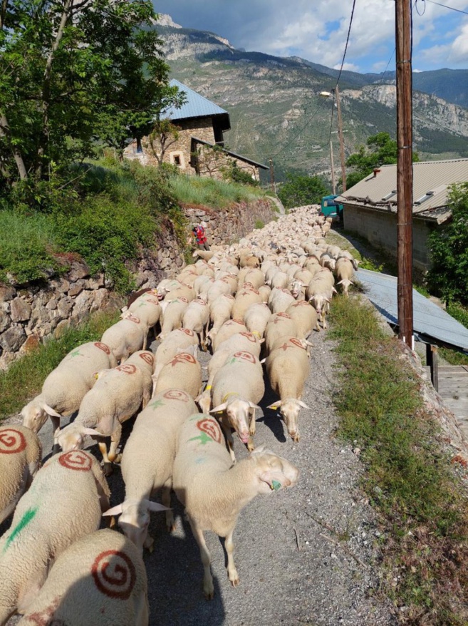 La transhumance a commencé dans les Alpes du sud La transhumance a commencé dans les Alpes du sud