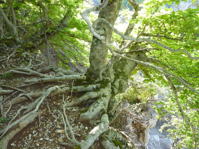 5 massifs forestiers vont être étudiés ce weekend 5 massifs forestiers vont être étudiés ce weekend