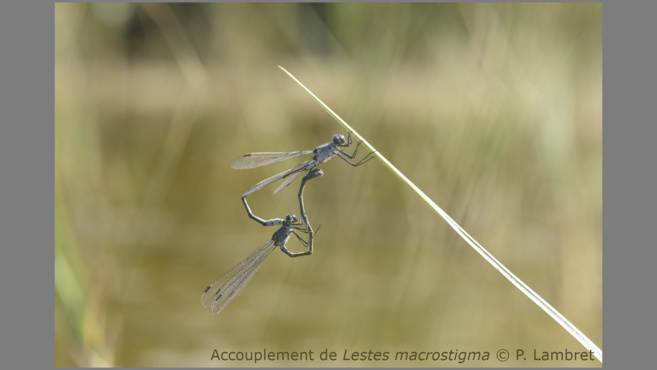 Un plan d’action sur 10 ans pour sauver les libellules Un plan d’action sur 10 ans pour sauver les libellules