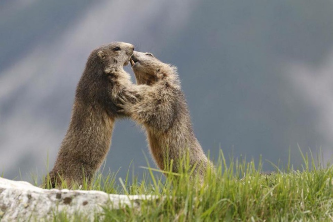 Un riche Programme en animation pour le pays des Ecrins en ce début août ! Un riche Programme en animation pour le pays des Ecrins en ce début août !