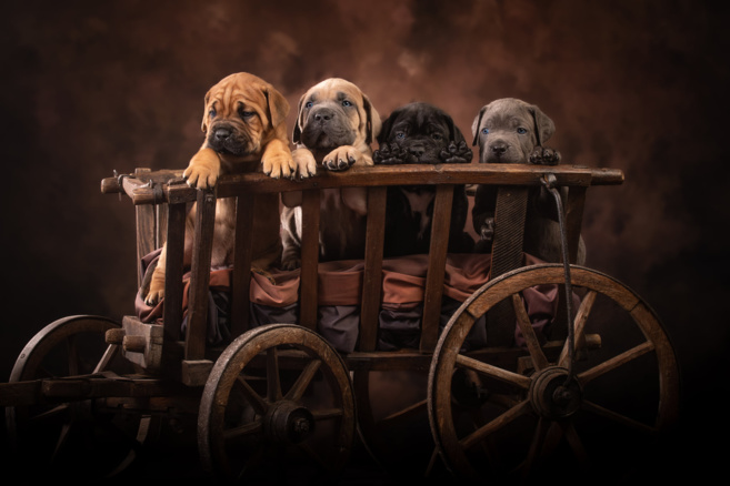 Passion Animals Shooting photographe animalier Passion Animals Shooting photographe animalier