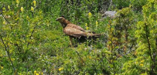 Des animations pour le parc du Queyras ! Des animations pour le parc du Queyras !