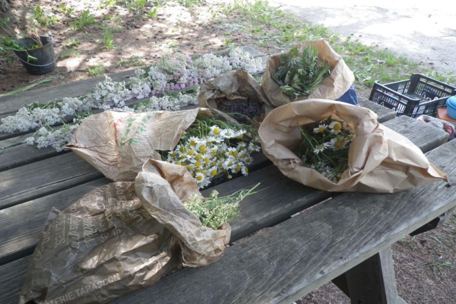 Un Stage de 2 jours autour des plantes avec Anne Merry Un Stage de 2 jours autour des plantes avec Anne Merry