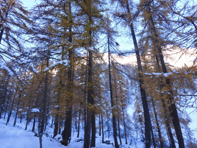 Un bel arbre d'automne Un bel arbre d'automne