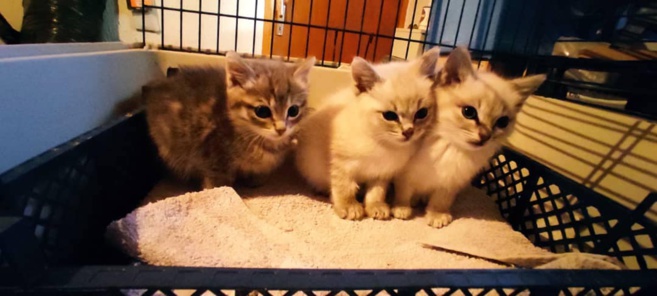 "One love", un refuge pour les animaux dans le besoin ! "One love", un refuge pour les animaux dans le besoin !