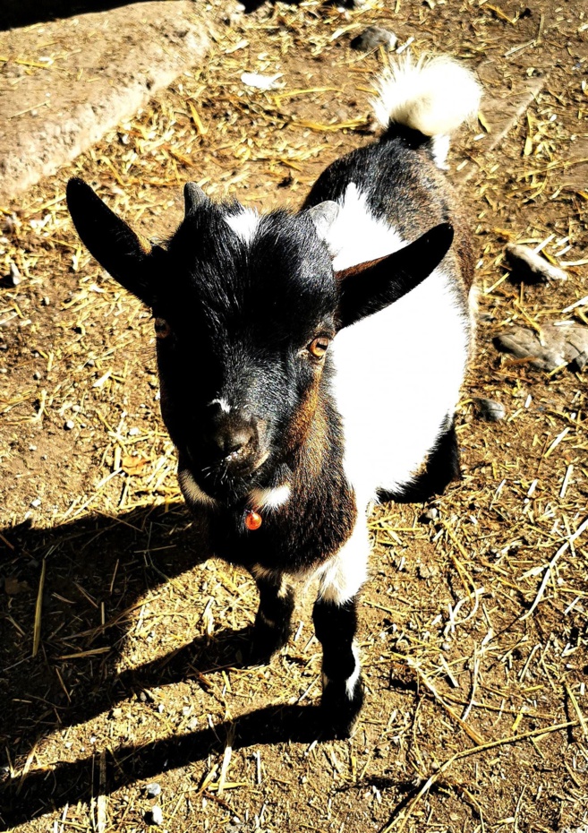 Un Parc à Lutins, car ils existent ! Un Parc à Lutins, car ils existent !