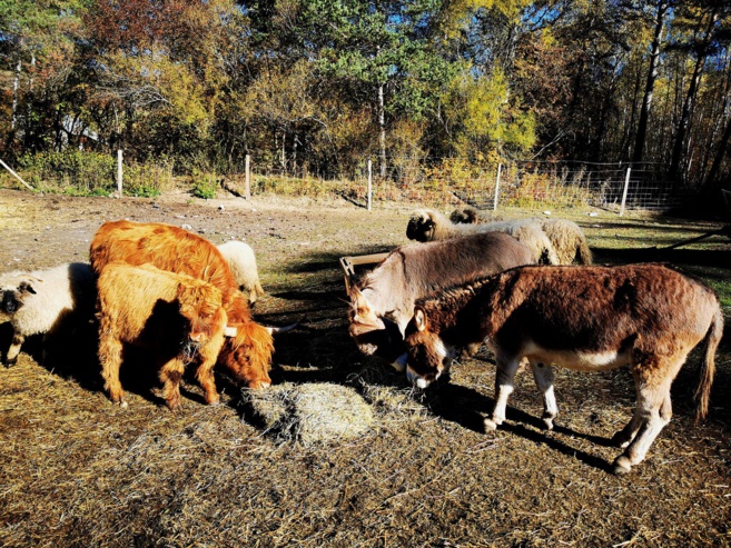 Un Parc à Lutins, car ils existent ! Un Parc à Lutins, car ils existent !