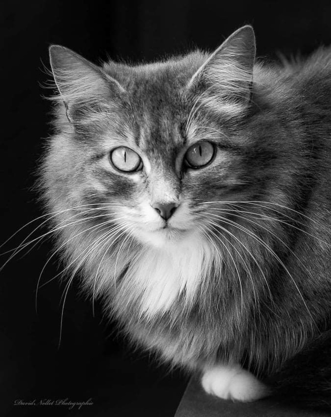 Portrait radiophonique d'un photographe : David Nollet Portrait radiophonique d'un photographe : David Nollet