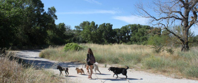 La communication animale, conversation avec Léa Bidondo La communication animale, conversation avec Léa Bidondo