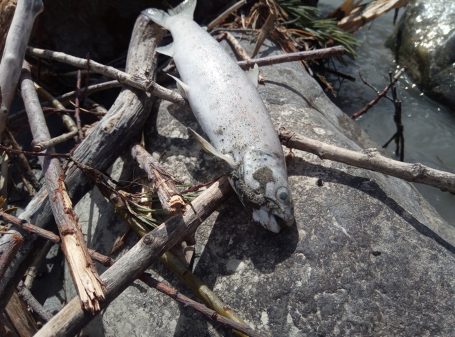 catastrophe écologique dans la DURANCE catastrophe écologique dans la DURANCE