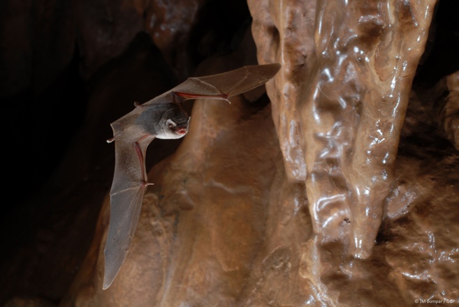Miniopterus schreibersi - (c) Jean-Michel Bompar GCP Miniopterus schreibersi - (c) Jean-Michel Bompar GCP