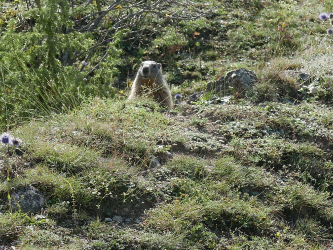 Pour le bien-être des marmottes: l'APEVM Pour le bien-être des marmottes: l'APEVM