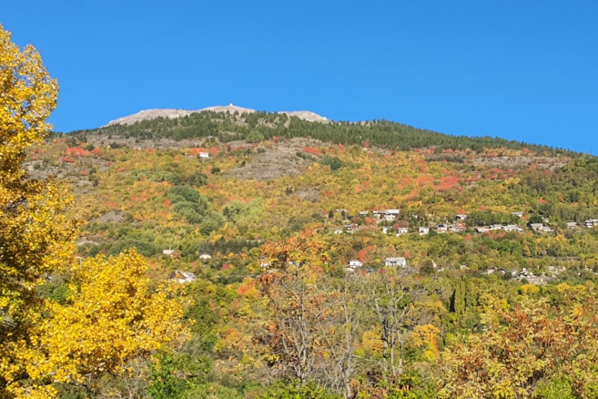 Une conférence sur le programme mondial de détection des espèces envahissantes s’attaquant aux arbres Une conférence sur le programme mondial de détection des espèces envahissantes s’attaquant aux arbres