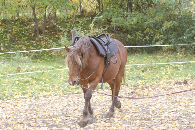 A la découverte d'equitoile: une école d'art équestre A la découverte d'equitoile: une école d'art équestre
