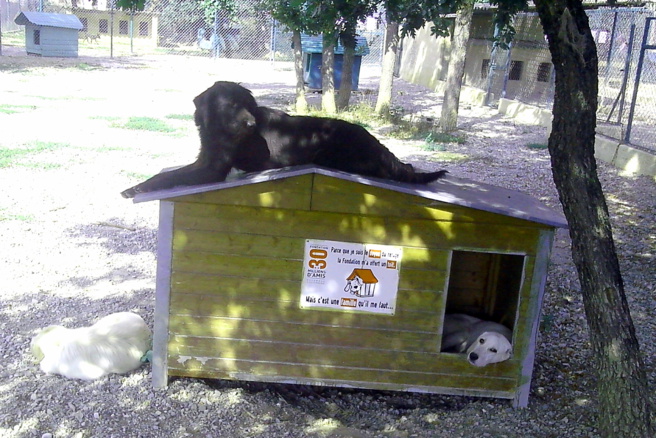 Le refuge SPA de Sisteron a ouvert ses portes lors de la Fête des animaux ! Le refuge SPA de Sisteron a ouvert ses portes lors de la Fête des animaux !