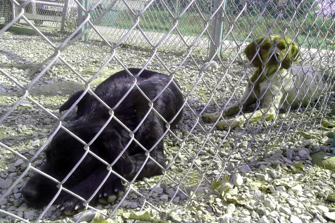 Le refuge SPA de Sisteron a ouvert ses portes lors de la Fête des animaux ! Le refuge SPA de Sisteron a ouvert ses portes lors de la Fête des animaux !