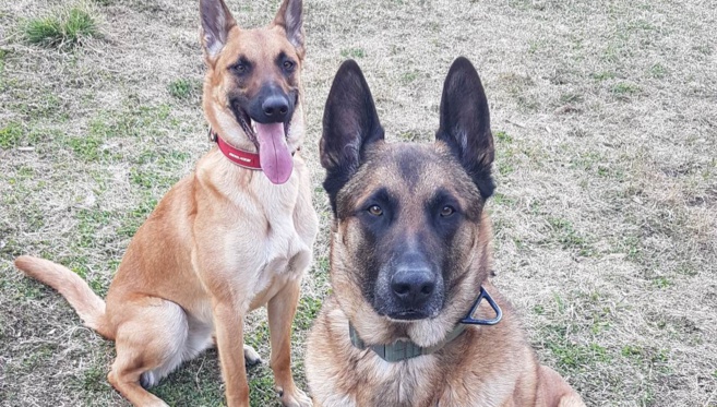 1er Salon pour le bien être animal à Briançon 1er Salon pour le bien être animal à Briançon