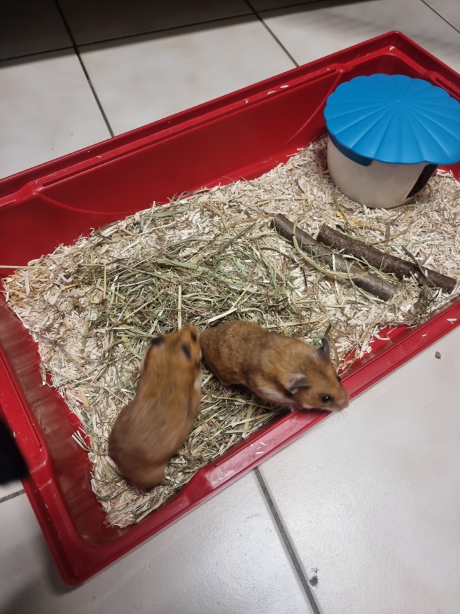 Un peu de compagnie supplémentaire chez vous ? Un peu de compagnie supplémentaire chez vous ?