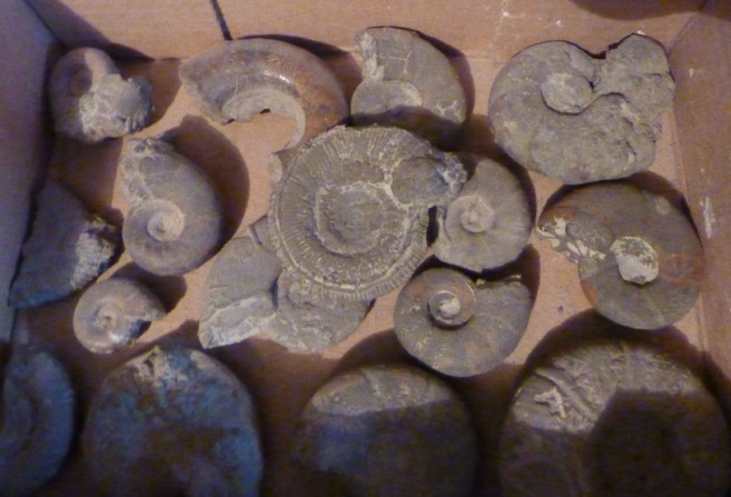 La commune de Barrème est riche en fossiles caractéristiques que sont les ammonites La commune de Barrème est riche en fossiles caractéristiques que sont les ammonites