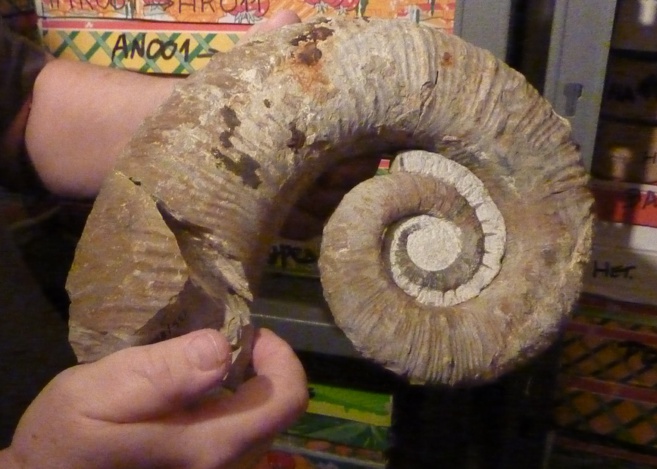 La commune de Barrème est riche en fossiles caractéristiques que sont les ammonites La commune de Barrème est riche en fossiles caractéristiques que sont les ammonites