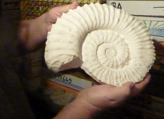 La commune de Barrème est riche en fossiles caractéristiques que sont les ammonites La commune de Barrème est riche en fossiles caractéristiques que sont les ammonites