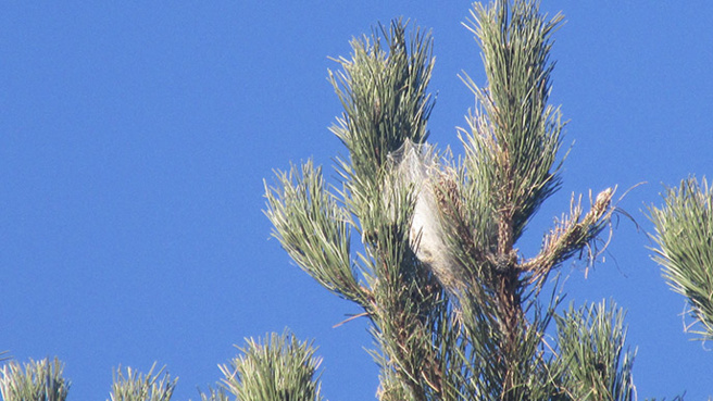 Digne déclare une guerre écologique contre les chenilles processionnaires. Digne déclare une guerre écologique contre les chenilles processionnaires.
