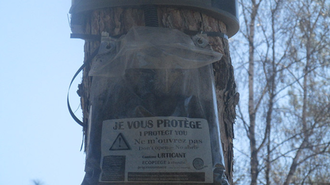 Digne déclare une guerre écologique contre les chenilles processionnaires. Digne déclare une guerre écologique contre les chenilles processionnaires.