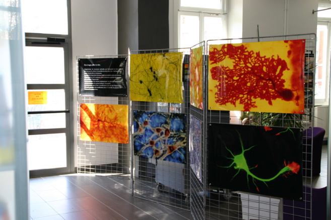 Tous les secrets du cerveau exposés en couleur à la bibliothèque universitaire de Gap Tous les secrets du cerveau exposés en couleur à la bibliothèque universitaire de Gap