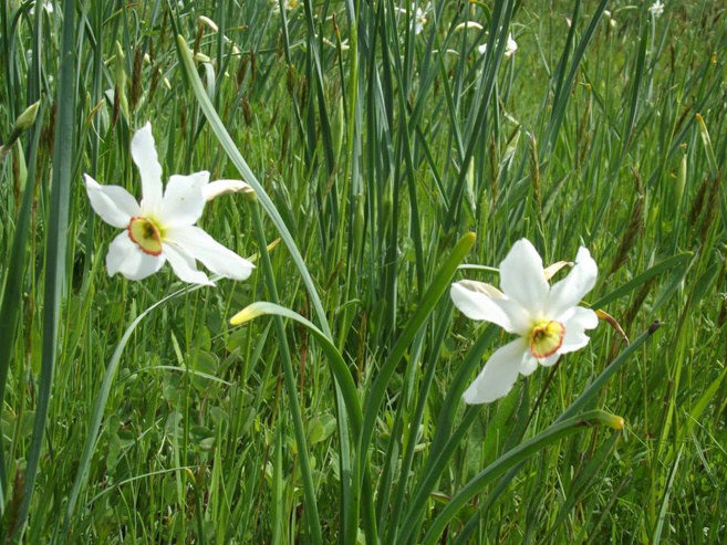 Matinale du 12 mai 2015 sur la 12ème Fête du Narcisse à la Martre des 23 et 24 mai 2015 Matinale du 12 mai 2015 sur la 12ème Fête du Narcisse à la Martre des 23 et 24 mai 2015