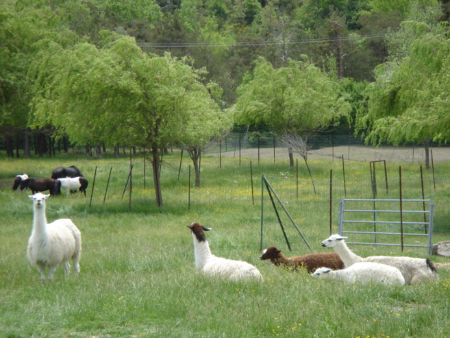 La Bergerie de Faucon du père Gilbert a besoin de votre soutien pour son Ecole des Loubards La Bergerie de Faucon du père Gilbert a besoin de votre soutien pour son Ecole des Loubards