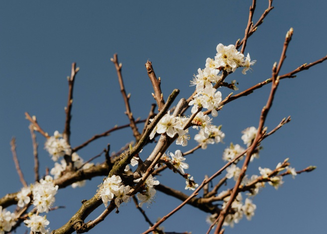 Les arbres fruitiers de nos jardins : espèces, culture et taille Les arbres fruitiers de nos jardins : espèces, culture et taille