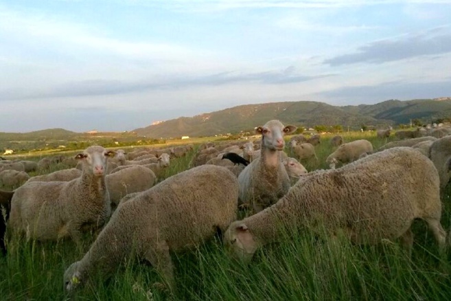 Les bergers des Alpes de Haute Provence doivent être soutenus ! Les bergers des Alpes de Haute Provence doivent être soutenus !