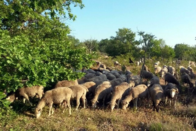 Les bergers des Alpes de Haute Provence doivent être soutenus ! Les bergers des Alpes de Haute Provence doivent être soutenus !