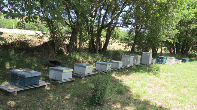 Pour éviter d’avoir le bourdon et des ruches volées les apiculteurs s’unissent aux gendarmes Pour éviter d’avoir le bourdon et des ruches volées les apiculteurs s’unissent aux gendarmes