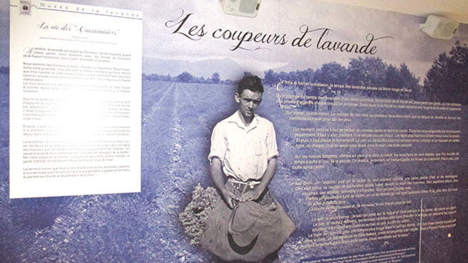 Un musée son et lumière dédié à l’or bleu de Provence à Digne Un musée son et lumière dédié à l’or bleu de Provence à Digne