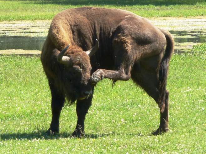 A Thorenc, près de Castellane rencontre avec un vétérinaire très singulier A Thorenc, près de Castellane rencontre avec un vétérinaire très singulier