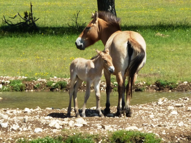 A Thorenc, près de Castellane rencontre avec un vétérinaire très singulier A Thorenc, près de Castellane rencontre avec un vétérinaire très singulier