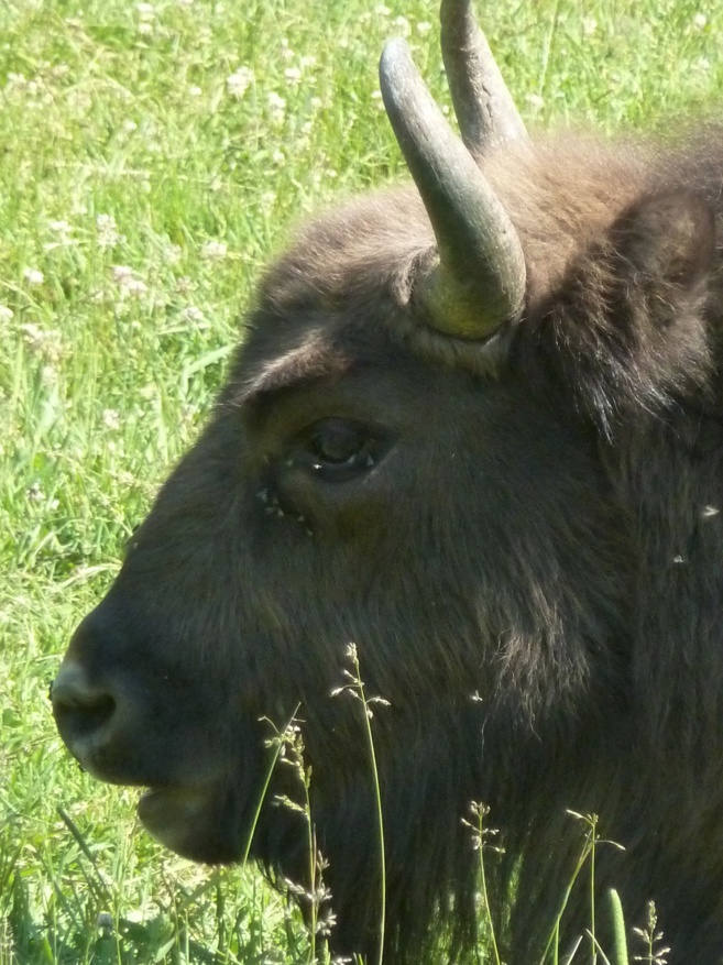 A Thorenc, près de Castellane rencontre avec un vétérinaire très singulier A Thorenc, près de Castellane rencontre avec un vétérinaire très singulier